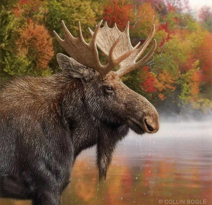 Autumn Moose